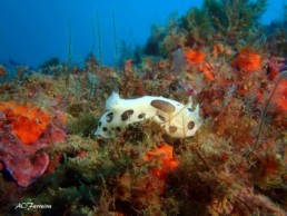 nudibranche, animal sous-marin aux algarves (Portugal)